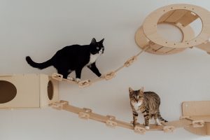 Homemade DIY Cat Toys That Are Easy To Make