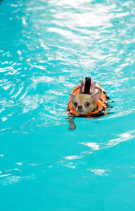DIY Dog Pools