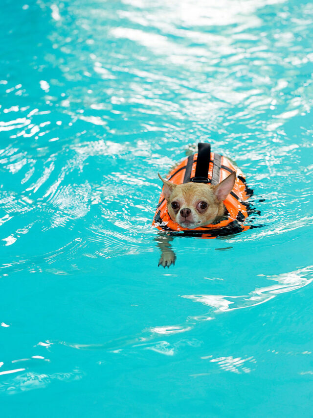 DIY Dog Pools